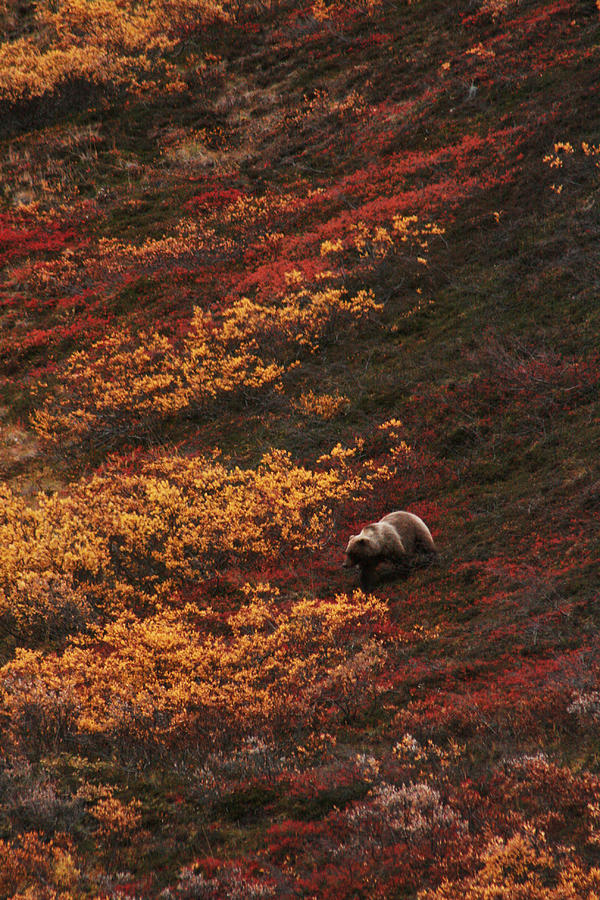 Brown Bear Denali National Park Photograph by Benjamin Dahl