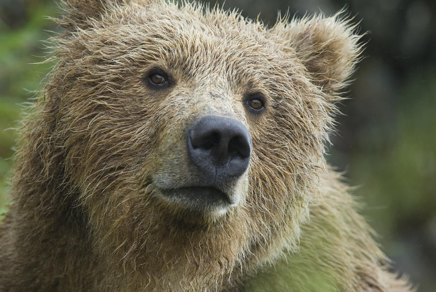 Brown Bear in the rain Photograph by Hal Brindley - Pixels