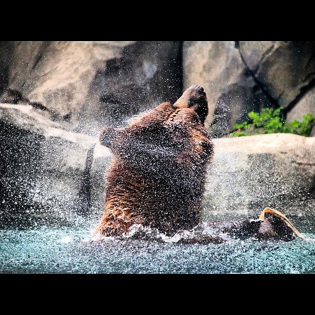 Nature Photograph - Brown #bear. #mammal #cute #beautiful by Aran Ackley