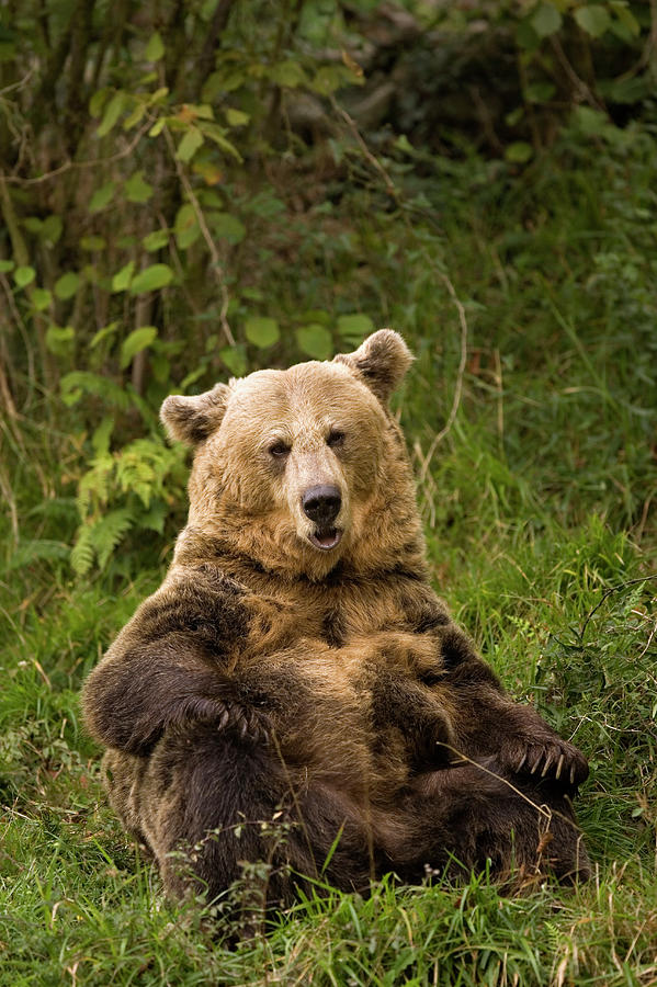 Brown Bear Ursus Arctos, Asturias, Spain Photograph by Ramon Navarro
