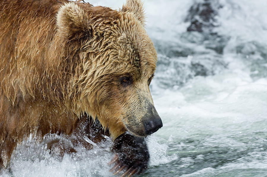 Brown Bear Ursus Arctos Foraging Photograph by Sergey Gorshkov