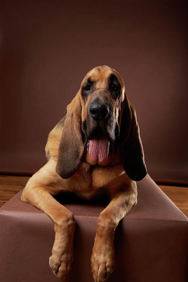 Brown Bloodhound Dog Lying On Bench Photograph by Chris Amaral