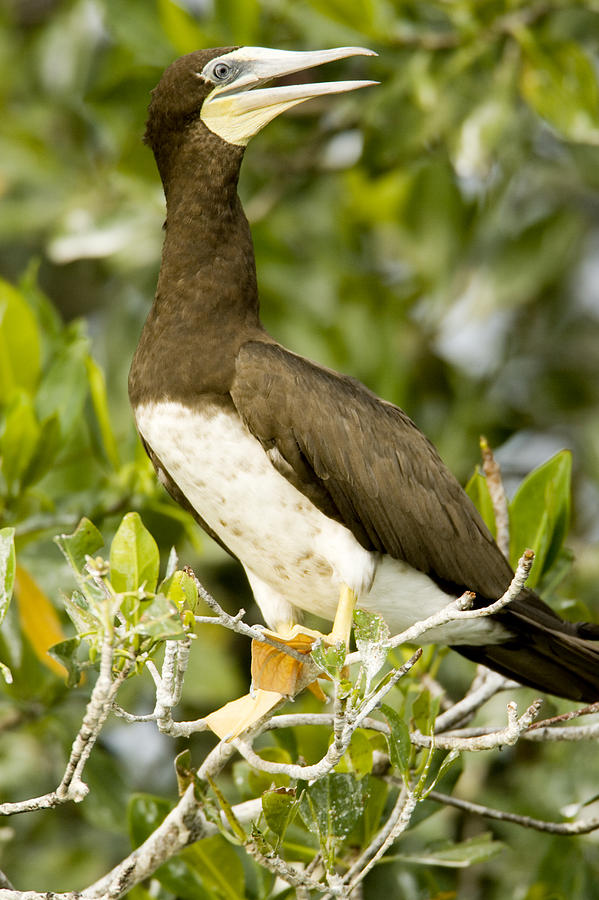 Brown Booby Sula Leucogaster Photograph by Tim Laman