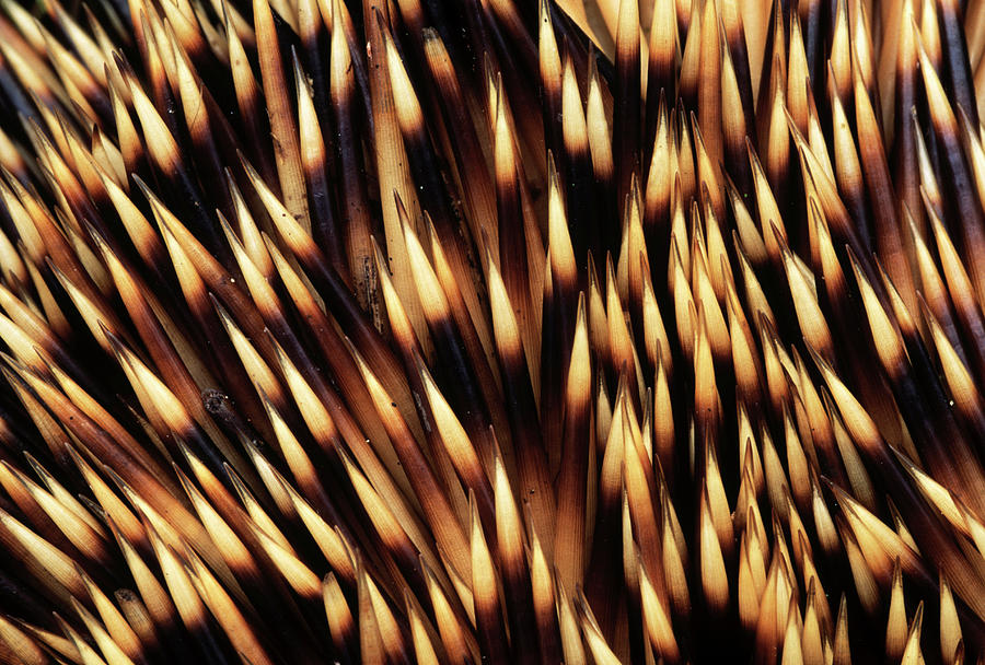 Brown-breasted Hedgehog Erinaceus Photograph by Flip De Nooyer