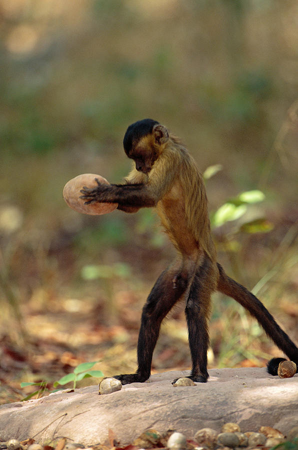Un mono cai usa dos piedras para romper una semilla, una como yunque y la otra como un martillo.