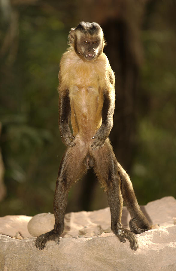 Brown Capuchin Cebus Apella Standing Photograph by Pete Oxford