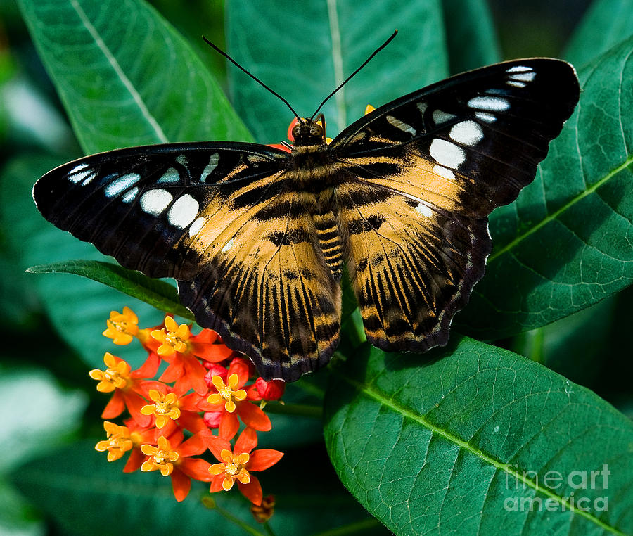 Brown Clipper Butterfly Photograph by Terry Elniski