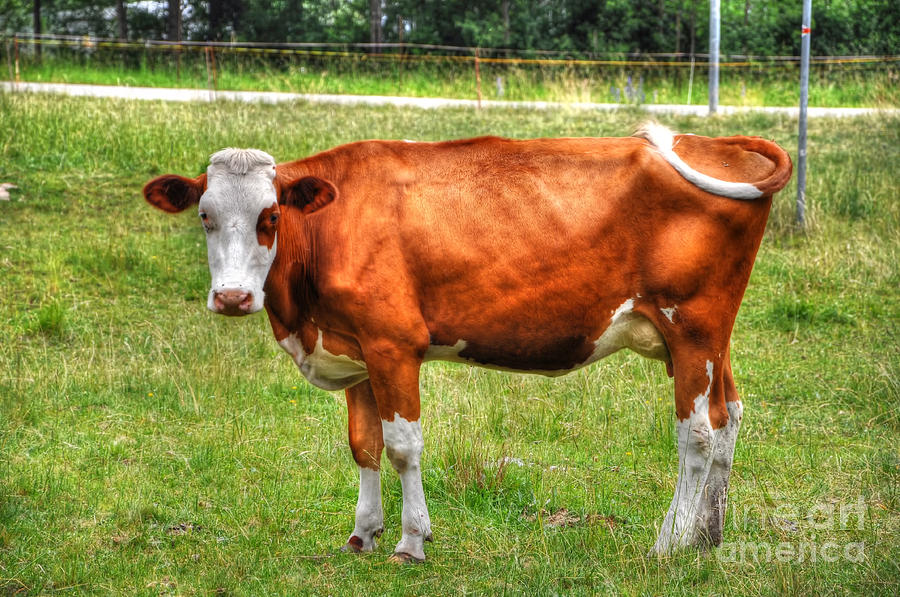 Brown cow Photograph by Mats Silvan