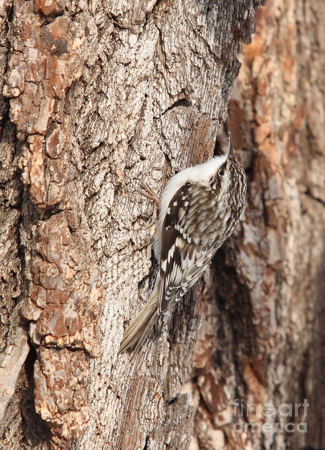 Brown Creeper Photograph by Jack R Brock