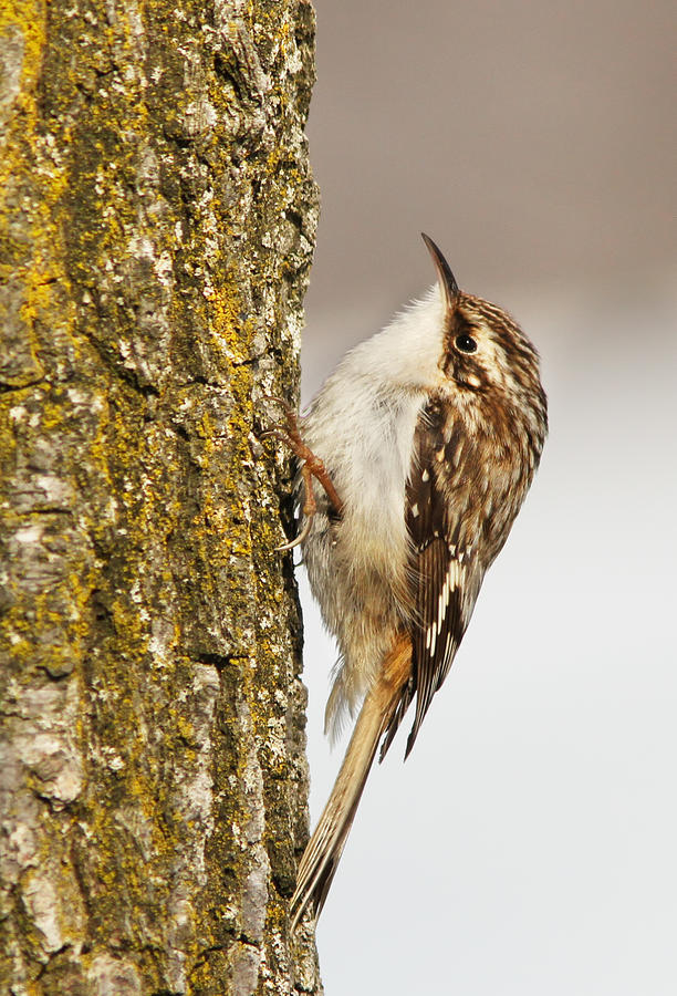 Wildlife Photograph - Brown Creeper by Mircea Costina Photography