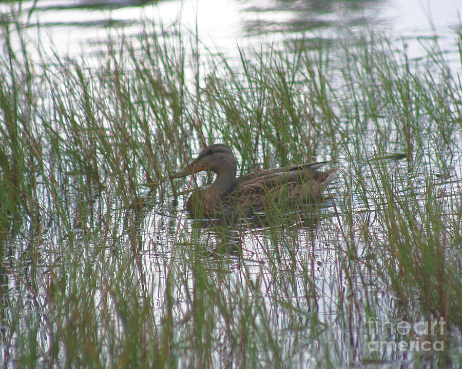 Brown Duck Photograph by Smilin Eyes Treasures
