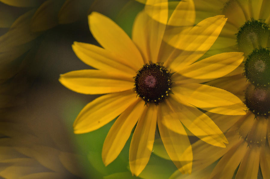 Flowers Still Life Photograph - Brown eyed Susan by Cheryl Cencich