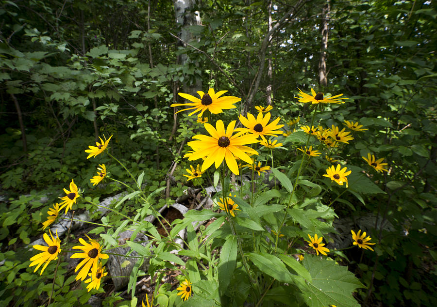 Brown-eyed Susan in the woods Photograph by Gary Eason
