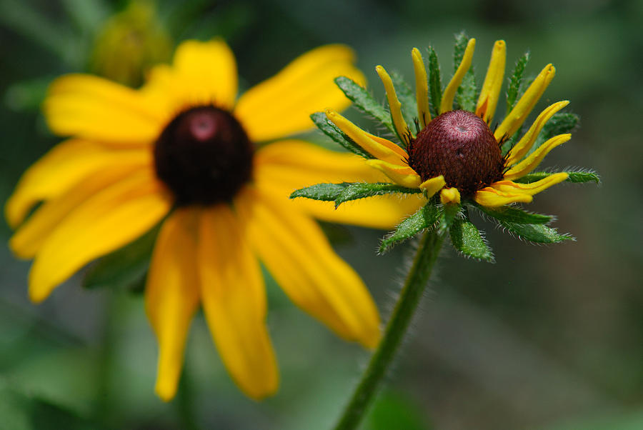 Brown-eyed Susan Photograph by Janice Adomeit