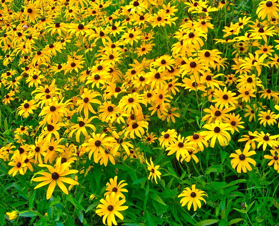 Brown-eyed Susans Photograph by George Ramos