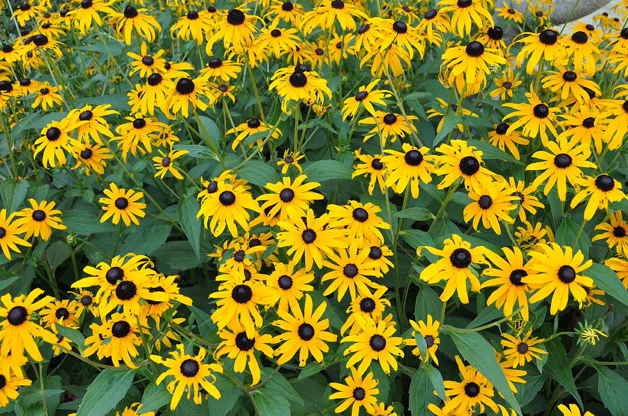 Brown Eyed Susans Photograph by Jan Amiss Photography