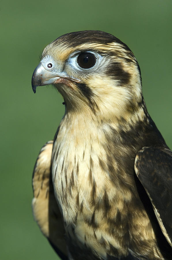 Falcon Photograph - Brown Falcon by Tony Camacho
