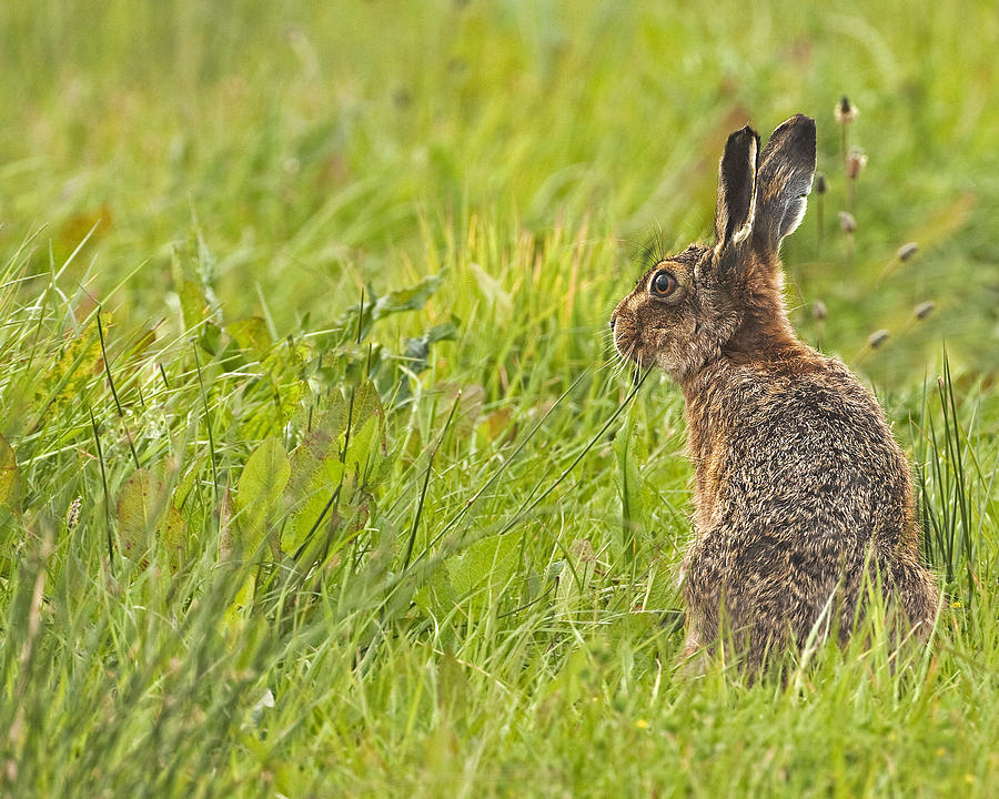 Brown Hare forever alert. Photograph by Paul Scoullar