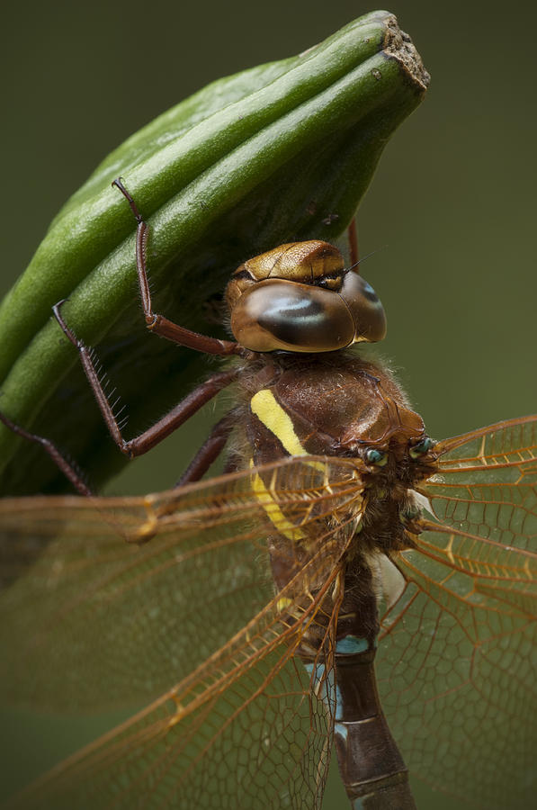 Brown Hawker Dragonfly Photograph by Andy Astbury