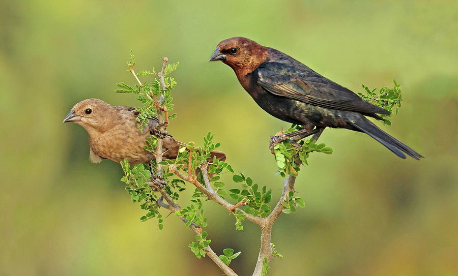 Nature Photograph - Brown Headed Cowbird Pair by Dave Mills
