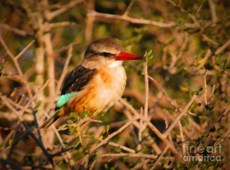 Kingfisher Painting - BROWN-HOODED KINGFISHER South African kingfisher by Andy Smy