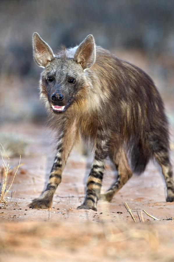 Brown Hyena Photograph by Tony Camacho - Fine Art America