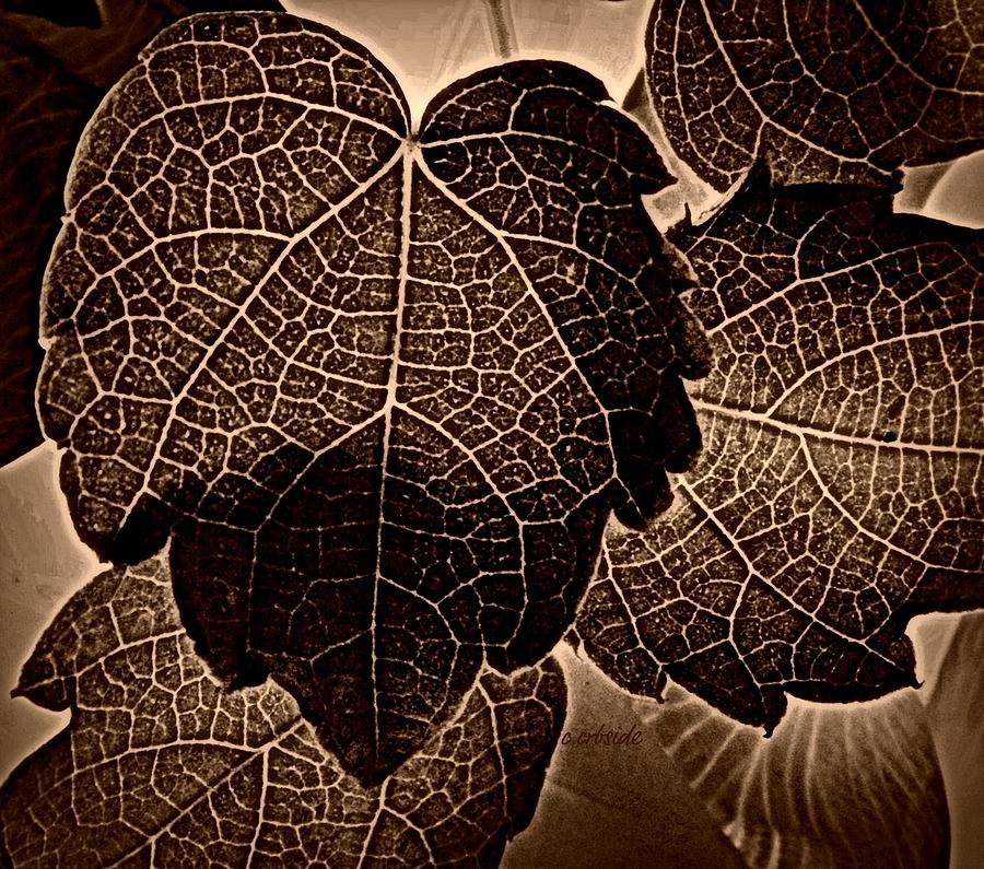 Brown Ivy Photograph by Chris Berry