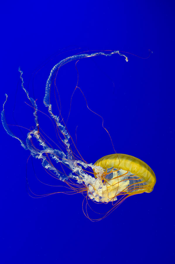 Brown Jellyfish Photograph by David Nunuk