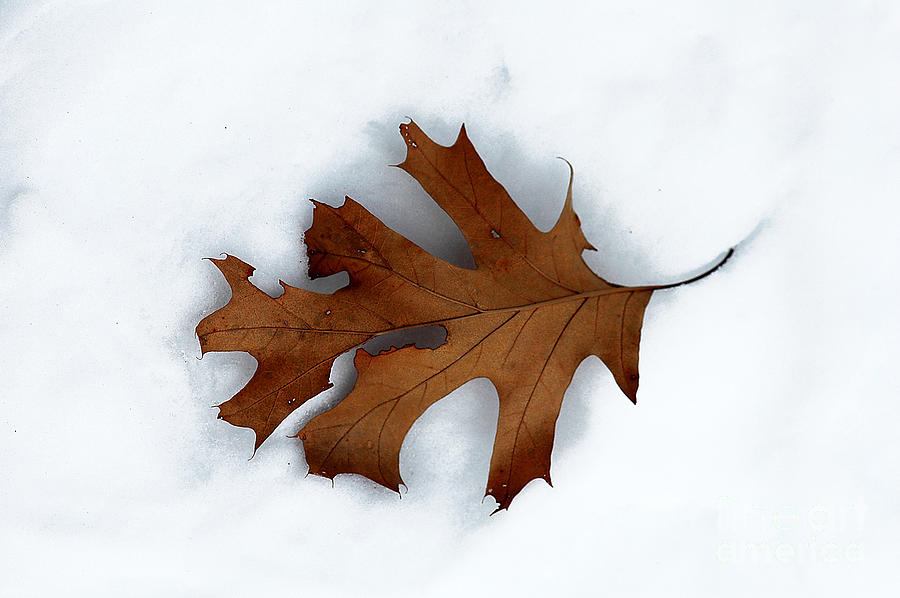 Brown Leaf In Snow Photograph