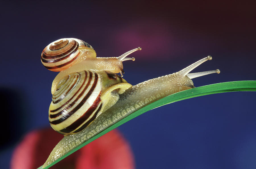 Brown Lipped Snails Photograph by Jef Meul
