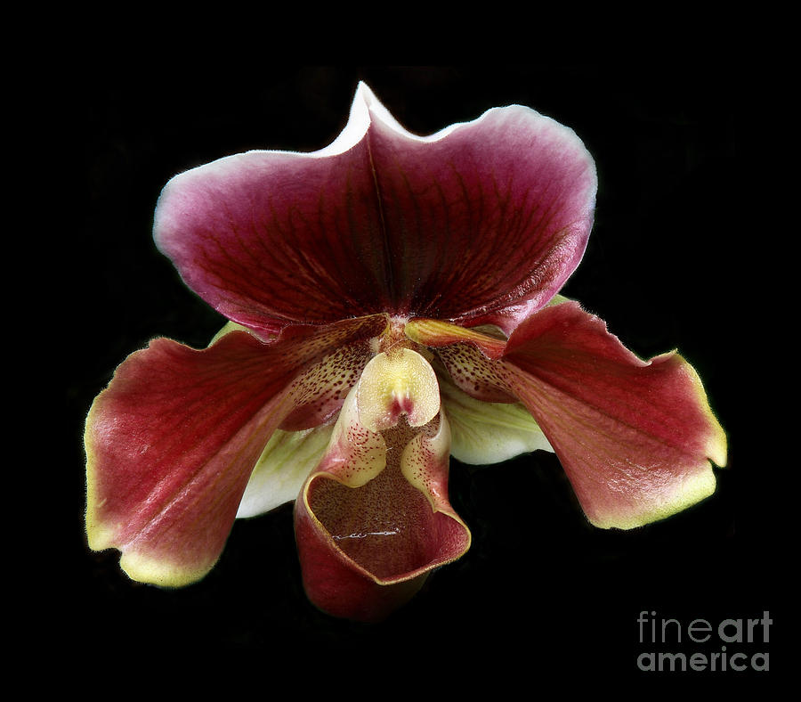 Brown Orchid Digital Art by Nicholas Burningham