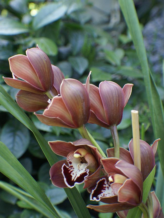 Brown Orchids Photograph By Margaret Steinmeyer Fine Art America 