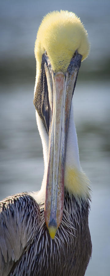 Pelican Photograph - Brown Pelican 1 by Patrick Lynch