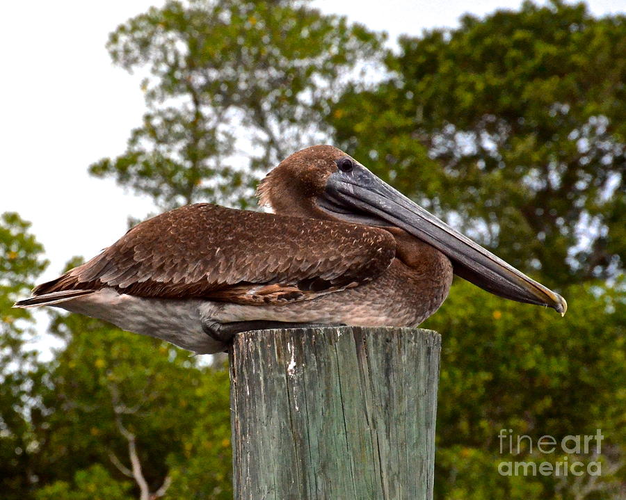 Brown Pelican at Rest Photograph by Carol  Bradley