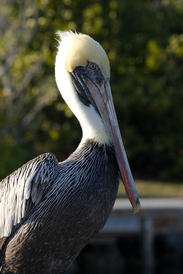 Brown Pelican at Rest Photograph by Ed Gleichman