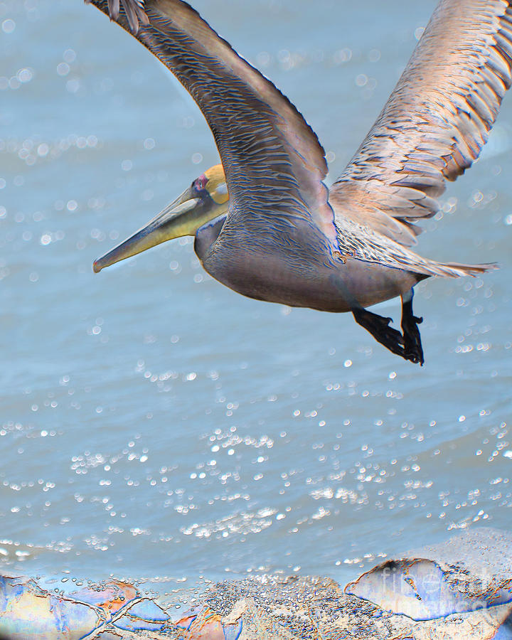 Pelican Photograph - Brown Pelican by Betty LaRue
