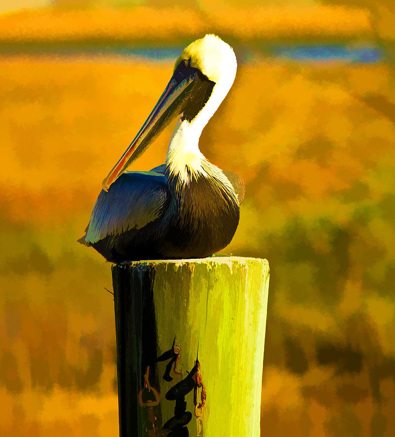 Brown Pelican Photograph by Bill Barber
