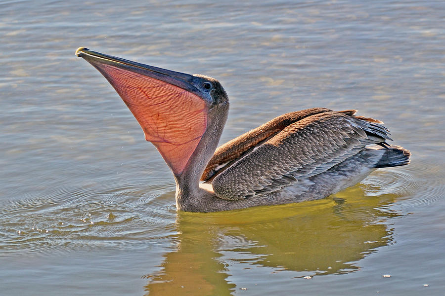 Brown Pelican Photograph by Bill Hosford