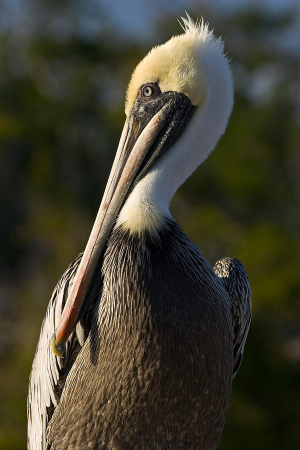 Brown Pelican Photograph by Ed Gleichman