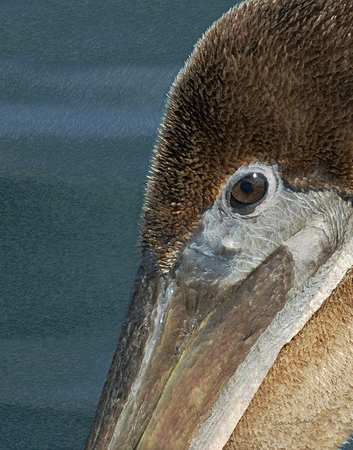 Brown Pelican Photograph by Ernest Echols