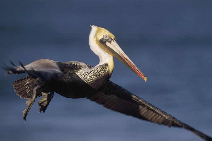 Brown Pelican Flying California Photograph by Tim Fitzharris