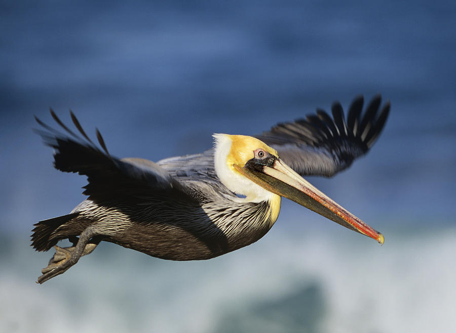 Brown Pelican Flying North America Photograph by Tim Fitzharris