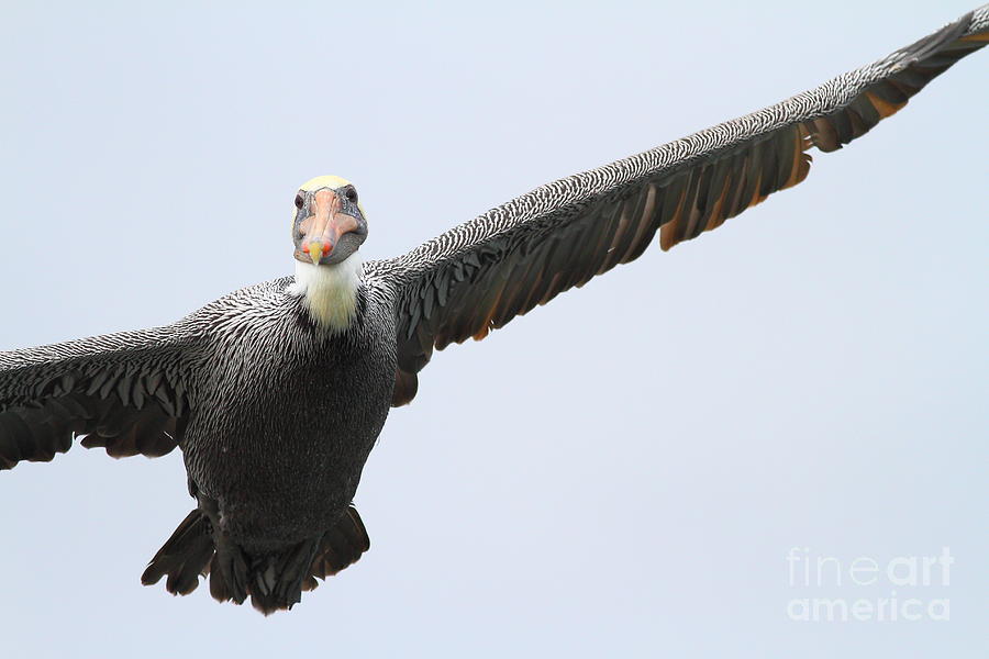Brown Pelican In Flight . 7D8355 Photograph by Wingsdomain Art and Photography