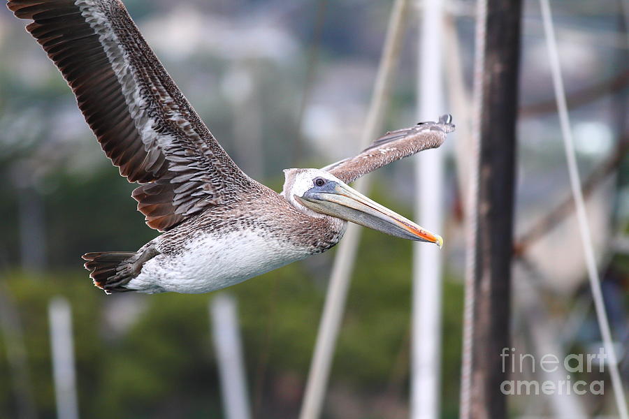 Brown Pelican In Flight . 7D8365 Photograph by Wingsdomain Art and Photography