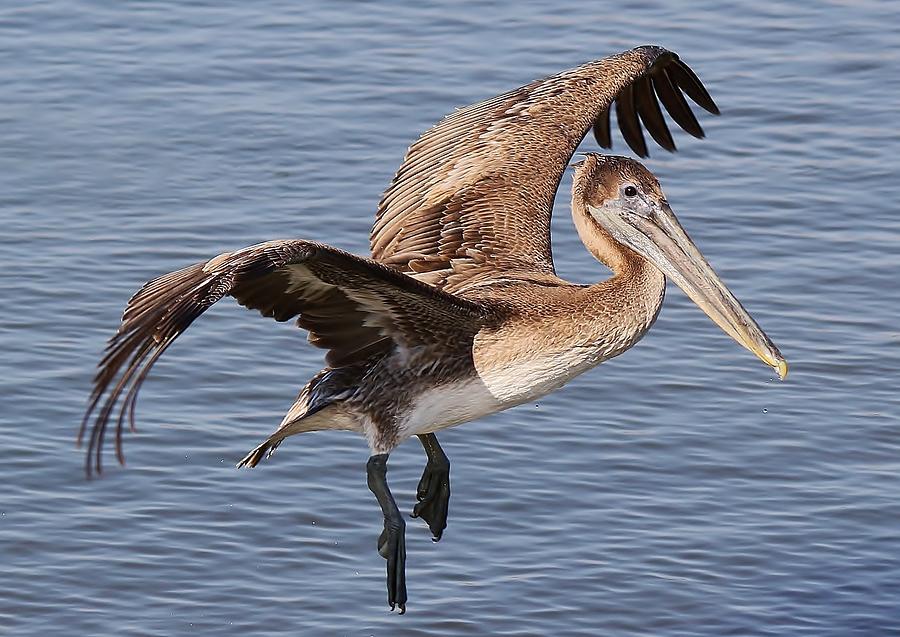 Pelican Photograph - Brown Pelican in Flight by Paulette Thomas