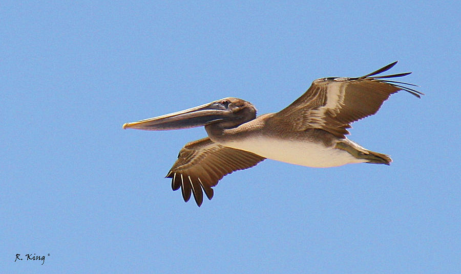 Nature Photograph - Brown Pelican in High Flight by Roena King