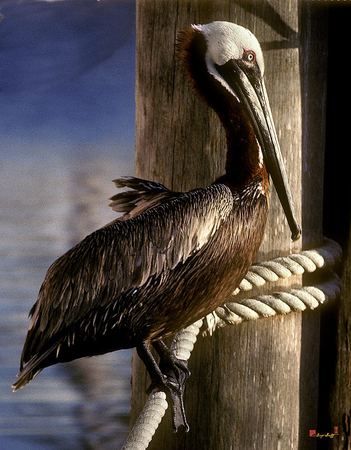 Brown Pelican in Key West 9L Photograph by Gerry Gantt