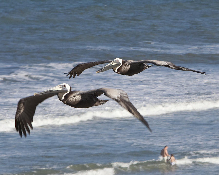 Brown Pelican by John Zawacki Brown Pelican by John Zawacki