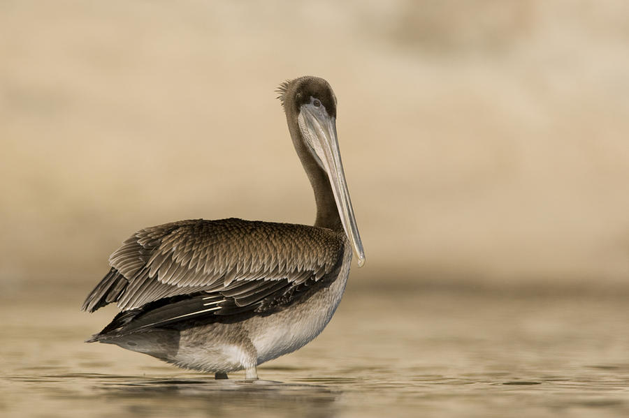 Brown Pelican Juvenile Standing Photograph by Sebastian Kennerknecht