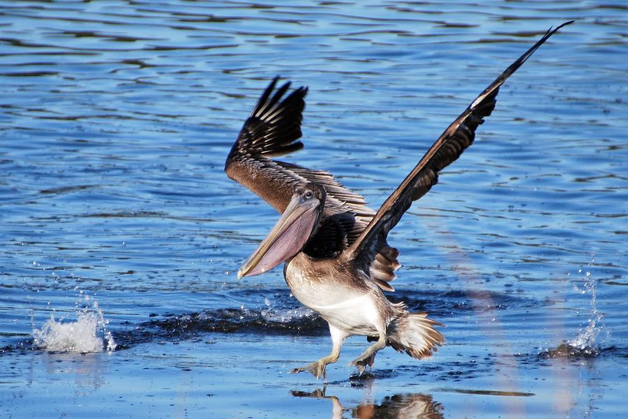 Brown pelican landing Photograph by Bill Hosford